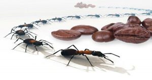 repelente de hormigas