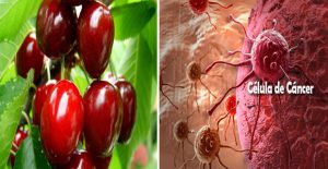 frutos rojos