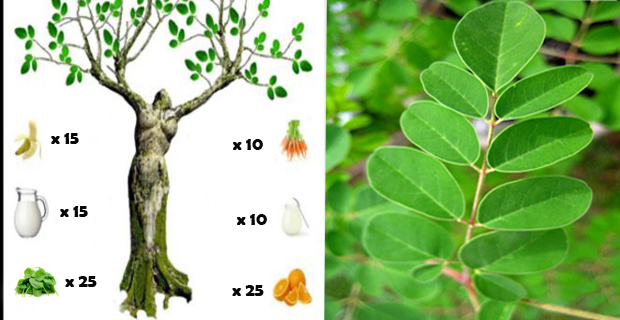 árbol de moringa
