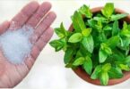 fertilizante natural