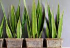 Sansevieria , una exuberante planta. Con hojas puntiagudas y patrones únicos, iluminando el espacio con su verdor y elegancia.