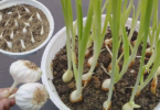 Una imagen que representa un jardín casero próspero con plantas de ajo en crecimiento. Hojas verdes y bulbos emergentes prometen una cosecha abundante y fresca en el futuro cercano