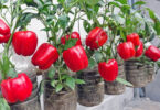 "Plantación de pimientos en macetas"