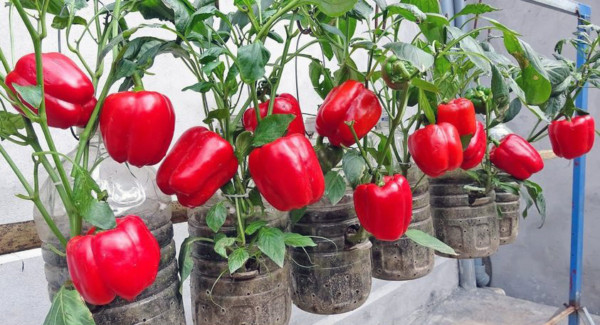 "Plantación de pimientos en macetas"