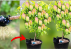 Hueso de mango listo para germinar y convertirse en una planta majestuosa.