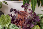 Belleza y Vida en tu Jardín: Cuidados Esenciales para la Planta Mariposa